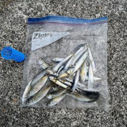 こサバマシマシ。人マシマし