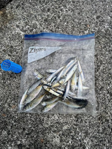 こサバマシマシ。人マシマし