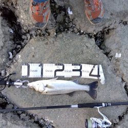 ぎりぎりハネ～6月ようやくシーバスが釣れた