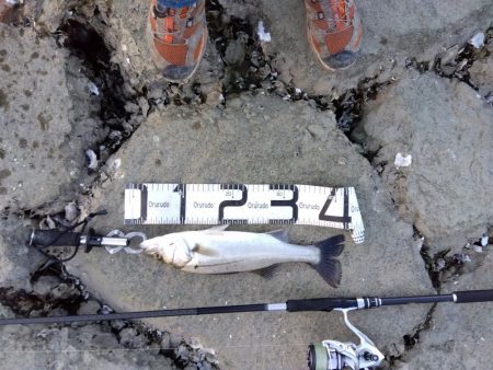 ぎりぎりハネ～6月ようやくシーバスが釣れた