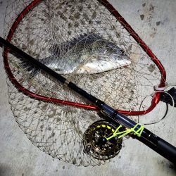 2023/05/31 南港ヘチ釣り釣行