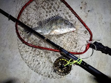 2023/05/31 南港ヘチ釣り釣行