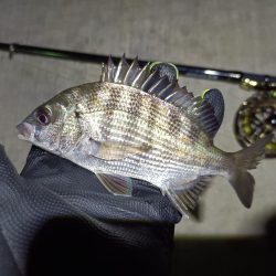 2023/06/04 南港ヘチ釣り釣行