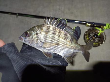 2023/06/04 南港ヘチ釣り釣行