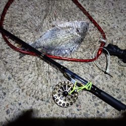 2023/06/05 南港ヘチ釣り釣行