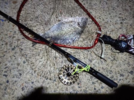 2023/06/05 南港ヘチ釣り釣行