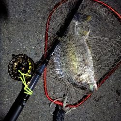 2023/06/09 南港ヘチ釣り釣行