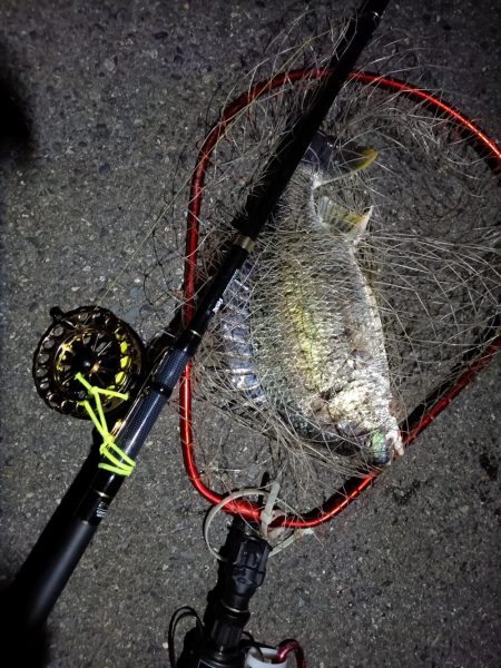 2023/06/09 南港ヘチ釣り釣行