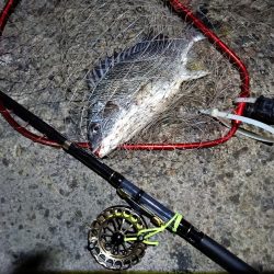 2023/06/11 南港ヘチ釣り釣行