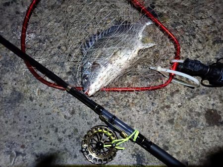 2023/06/11 南港ヘチ釣り釣行