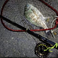 2023/06/12 南港ヘチ釣り釣行