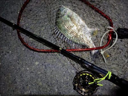 2023/06/12 南港ヘチ釣り釣行