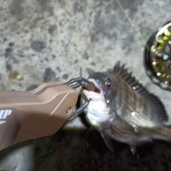 2023/06/13 南港ヘチ釣り釣行