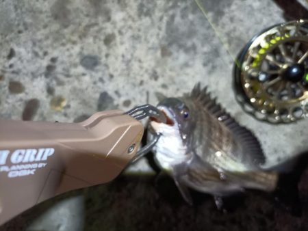 2023/06/13 南港ヘチ釣り釣行