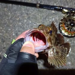 2023/06/16 南港ヘチ釣り釣行