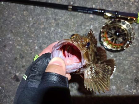 2023/06/16 南港ヘチ釣り釣行