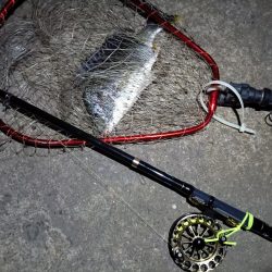 2023/06/19 南港ヘチ釣り釣行