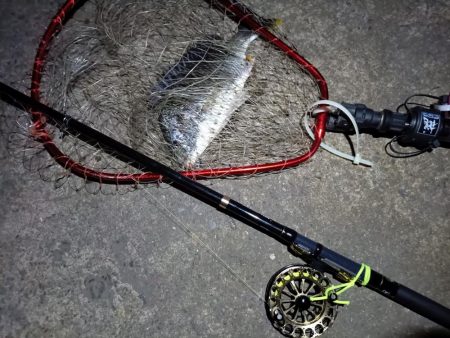 2023/06/19 南港ヘチ釣り釣行