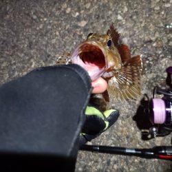 2023/06/20 南港ライトゲーム釣行