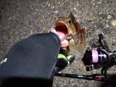 2023/06/20 南港ライトゲーム釣行