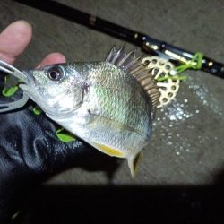 2023/06/22 南港ヘチ釣り釣行