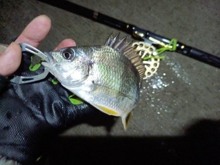 2023/06/22 南港ヘチ釣り釣行