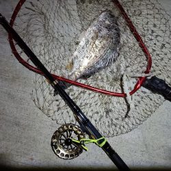 2023/06/23 南港ヘチ釣り釣行