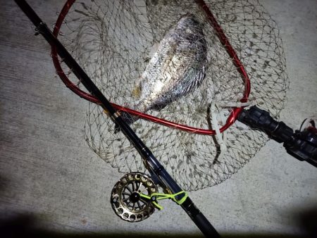 2023/06/23 南港ヘチ釣り釣行