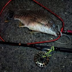 2023/06/25 南港ヘチ釣り釣行