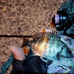 2023/06/26 南港ライトゲーム釣行