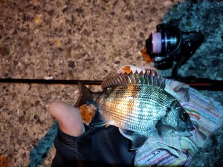 2023/06/26 南港ライトゲーム釣行