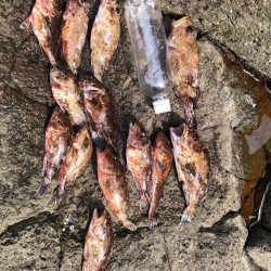 またガシラです。