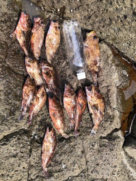 またガシラです。