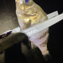 エギング釣れないのでメバル