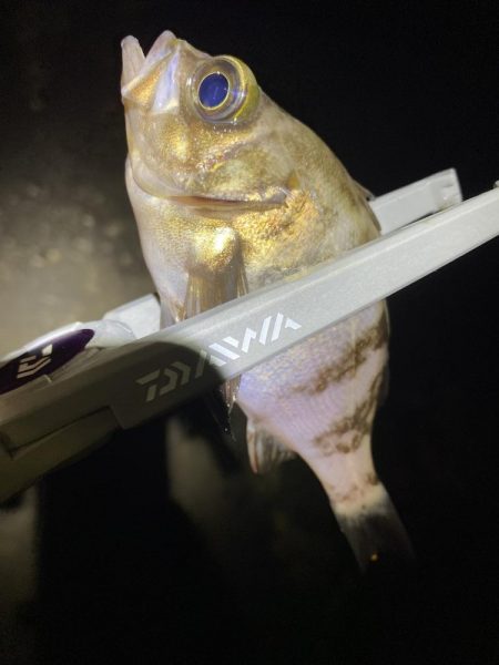 エギング釣れないのでメバル