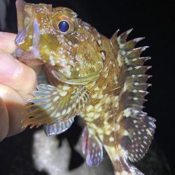 渋いけど嬉しい釣果とアジ調査