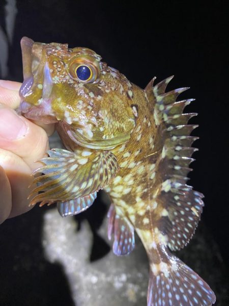 渋いけど嬉しい釣果とアジ調査