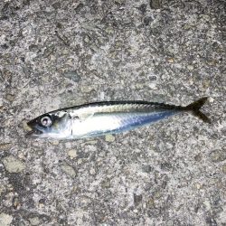 グレ狙い＆ファミリーフィッシング