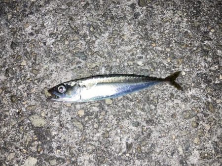 グレ狙い＆ファミリーフィッシング