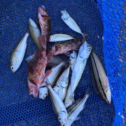 ファミリーフィッシングで7目