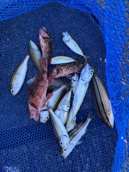 ファミリーフィッシングで7目