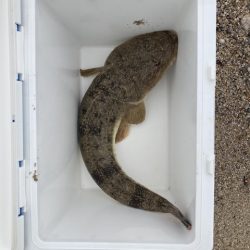 サーフフィッシング