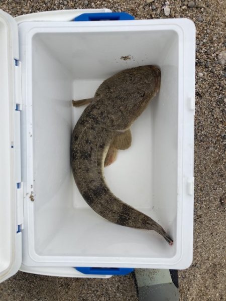 サーフフィッシング