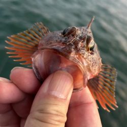 やっとマシガッシー!