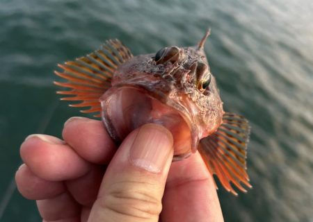 やっとマシガッシー!