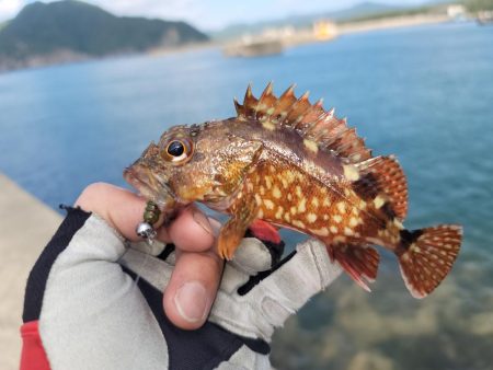 鳥取の浜坂港で爆釣
