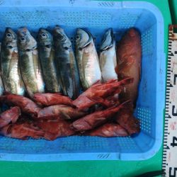 泉州丸 釣果