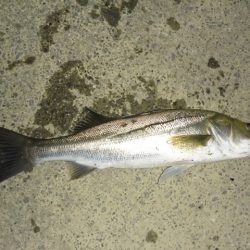 静けさの中での、まさかのHit！