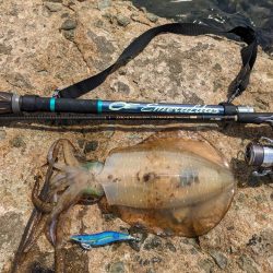 初の石川、春アオリ5杯!!