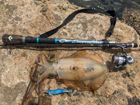 初の石川、春アオリ5杯!!